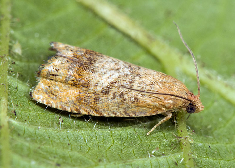 Tortricidae: Cydia amplana